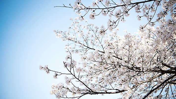 포토 JPG 주간 로우앵글 하늘 풍경 사람없음 야외 맑음 봄풍경 봄 바탕화면 벚꽃 벚나무 국내포토 자연요소 나무 계절 꽃 뷰포인트 날씨 파일형식