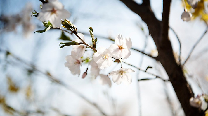 포토 JPG 주간 로우앵글 풍경 사람없음 야외 아웃포커스 맑음 봄풍경 봄 벚꽃 벚나무 국내포토 자연요소 나무 계절 꽃 뷰포인트 날씨 촬영기법 파일형식