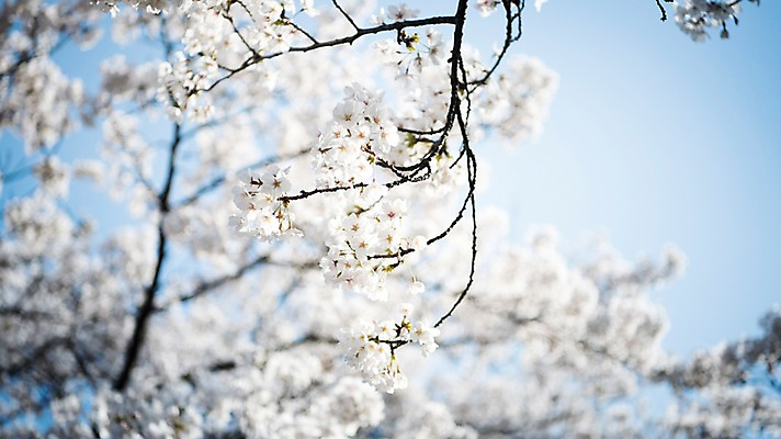 포토 JPG 주간 로우앵글 하늘 풍경 사람없음 야외 맑음 봄풍경 봄 바탕화면 벚꽃 벚나무 국내포토 자연요소 나무 계절 꽃 뷰포인트 날씨 파일형식