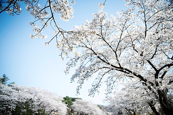 포토 JPG 주간 로우앵글 하늘 풍경 사람없음 야외 맑음 봄풍경 봄 바탕화면 벚꽃 벚나무 국내포토 자연요소 나무 계절 꽃 뷰포인트 날씨 파일형식