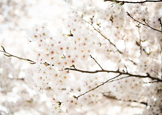 포토 JPG 주간 로우앵글 풍경 사람없음 야외 아웃포커스 맑음 봄풍경 봄 벚꽃 벚나무 국내포토 자연요소 나무 계절 꽃 뷰포인트 날씨 촬영기법 파일형식
