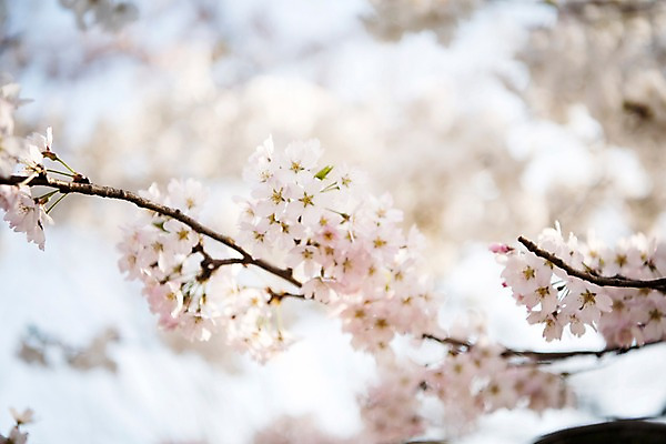 포토 JPG 주간 로우앵글 풍경 사람없음 야외 아웃포커스 맑음 봄풍경 봄 벚꽃 벚나무 국내포토 자연요소 나무 계절 꽃 뷰포인트 날씨 촬영기법 파일형식