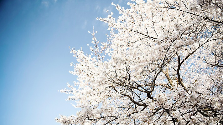 포토 JPG 주간 로우앵글 하늘 풍경 사람없음 야외 맑음 봄풍경 봄 바탕화면 벚꽃 벚나무 국내포토 자연요소 나무 계절 꽃 뷰포인트 날씨 파일형식