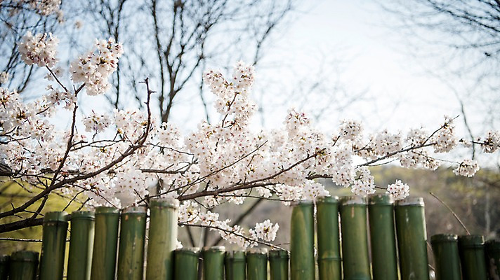 포토 JPG 주간 하늘 풍경 사람없음 야외 맑음 봄풍경 봄 바탕화면 벚꽃 벚나무 대나무 국내포토 자연요소 나무 계절 꽃 날씨 파일형식