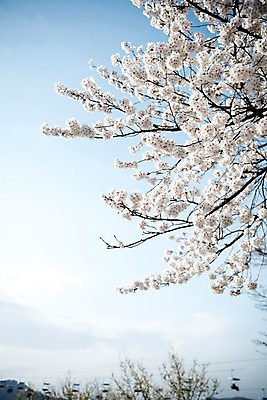 포토 JPG 주간 로우앵글 하늘 풍경 사람없음 야외 맑음 봄풍경 봄 바탕화면 벚꽃 벚나무 국내포토 자연요소 나무 계절 꽃 뷰포인트 날씨 파일형식