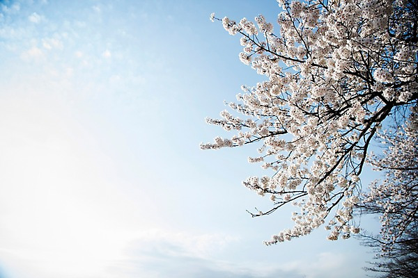 포토 JPG 주간 로우앵글 하늘 풍경 사람없음 야외 맑음 봄풍경 봄 바탕화면 벚꽃 벚나무 국내포토 자연요소 나무 계절 꽃 뷰포인트 날씨 파일형식