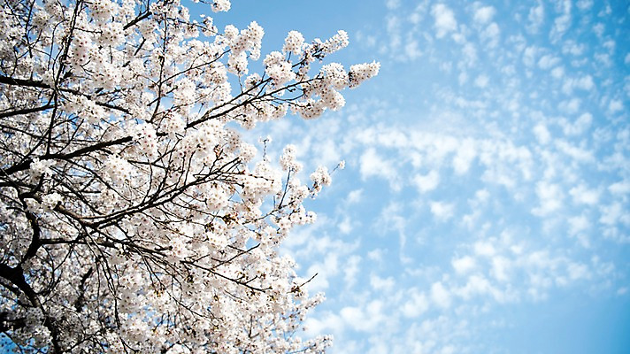 포토 JPG 주간 구름 로우앵글 하늘 풍경 사람없음 야외 맑음 봄풍경 봄 바탕화면 벚꽃 벚나무 국내포토 자연요소 나무 계절 꽃 뷰포인트 날씨 파일형식