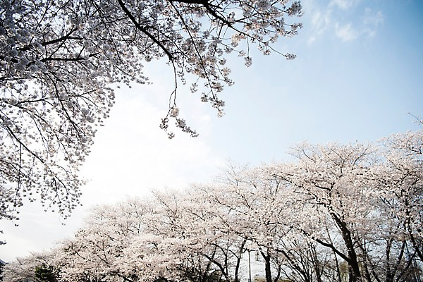 포토 JPG 주간 로우앵글 하늘 풍경 사람없음 야외 맑음 봄풍경 봄 바탕화면 벚꽃 벚나무 국내포토 자연요소 나무 계절 꽃 뷰포인트 날씨 파일형식