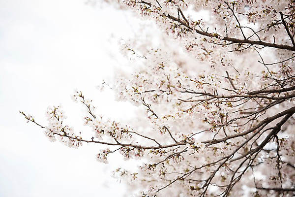 포토 JPG 주간 로우앵글 풍경 사람없음 야외 아웃포커스 맑음 봄풍경 봄 벚꽃 벚나무 국내포토 자연요소 나무 계절 꽃 뷰포인트 날씨 촬영기법 파일형식