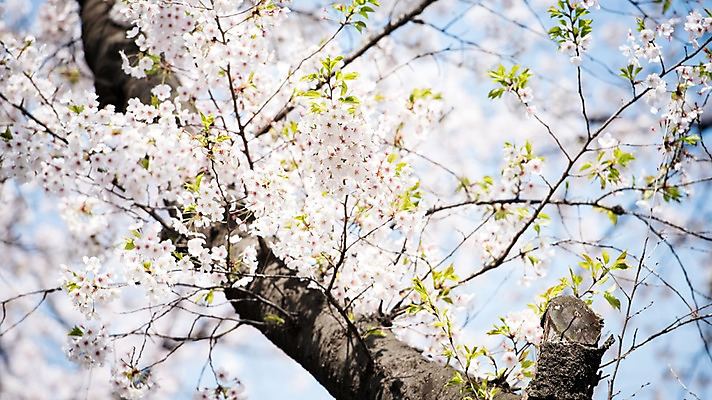 포토 JPG 주간 로우앵글 풍경 사람없음 야외 아웃포커스 맑음 봄풍경 봄 벚꽃 벚나무 국내포토 자연요소 나무 계절 꽃 뷰포인트 날씨 촬영기법 파일형식