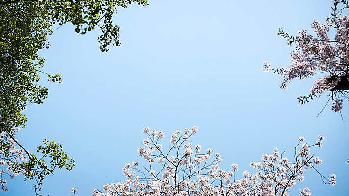 포토 JPG 주간 로우앵글 하늘 풍경 사람없음 야외 맑음 봄풍경 봄 바탕화면 벚꽃 벚나무 국내포토 자연요소 나무 계절 꽃 뷰포인트 날씨 파일형식