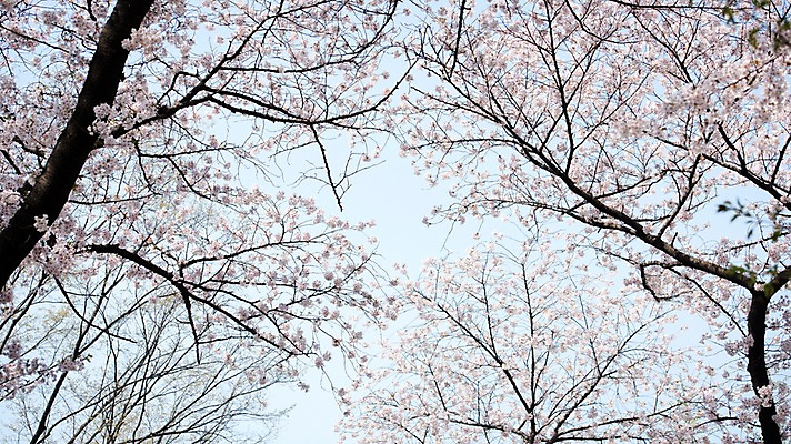 포토 JPG 주간 로우앵글 풍경 사람없음 야외 맑음 봄풍경 봄 벚꽃 벚나무 국내포토 자연요소 나무 계절 꽃 뷰포인트 날씨 파일형식