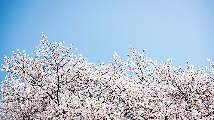 포토 JPG 주간 로우앵글 하늘 풍경 사람없음 야외 맑음 봄풍경 봄 바탕화면 벚꽃 벚나무 국내포토 자연요소 나무 계절 꽃 뷰포인트 날씨 파일형식