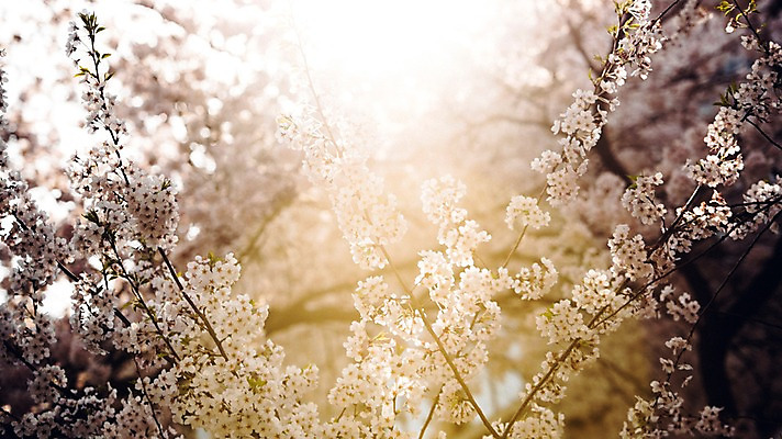 포토 JPG 주간 풍경 사람없음 야외 아웃포커스 봄풍경 봄 벚꽃 벚나무 국내포토 자연요소 나무 계절 꽃 촬영기법 파일형식