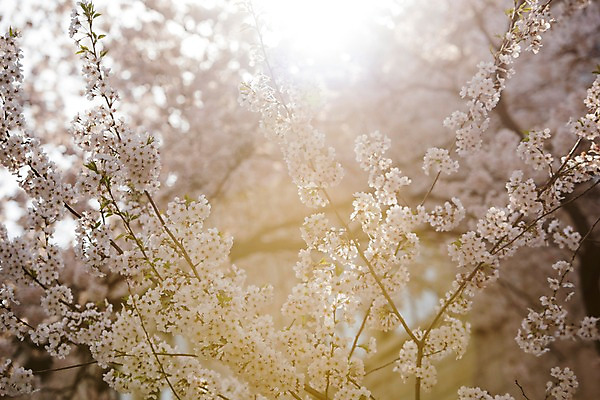 포토 JPG 주간 풍경 사람없음 야외 아웃포커스 봄풍경 봄 벚꽃 벚나무 국내포토 자연요소 나무 계절 꽃 촬영기법 파일형식