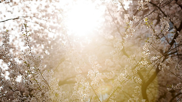 포토 JPG 주간 풍경 사람없음 야외 아웃포커스 빛 봄풍경 봄 벚꽃 벚나무 국내포토 자연요소 나무 계절 꽃 촬영기법 파일형식