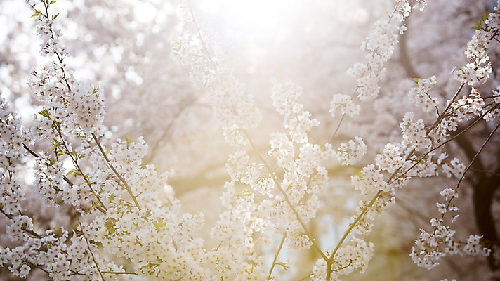 포토 JPG 주간 풍경 사람없음 야외 아웃포커스 빛 봄풍경 봄 벚꽃 벚나무 국내포토 자연요소 나무 계절 꽃 촬영기법 파일형식