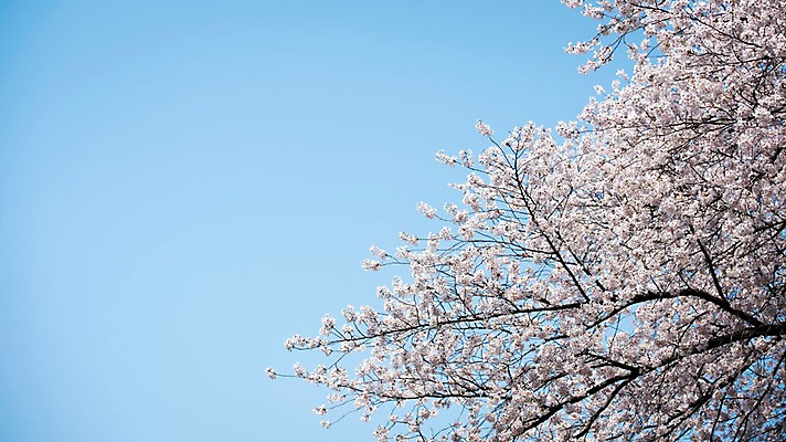 포토 JPG 주간 로우앵글 하늘 풍경 사람없음 야외 맑음 봄풍경 봄 바탕화면 벚꽃 벚나무 국내포토 자연요소 나무 계절 꽃 뷰포인트 날씨 파일형식