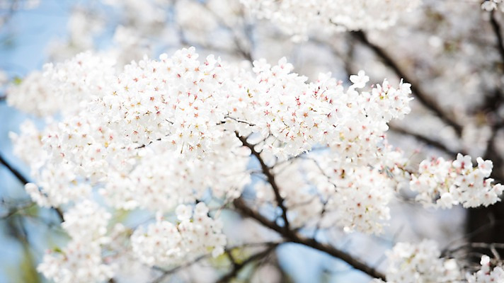 포토 JPG 주간 로우앵글 풍경 사람없음 야외 아웃포커스 맑음 봄풍경 봄 벚꽃 벚나무 국내포토 자연요소 나무 계절 꽃 뷰포인트 날씨 촬영기법 파일형식