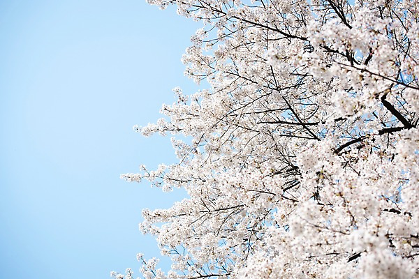 포토 JPG 주간 로우앵글 하늘 풍경 사람없음 야외 맑음 봄풍경 봄 바탕화면 벚꽃 벚나무 국내포토 자연요소 나무 계절 꽃 뷰포인트 날씨 파일형식