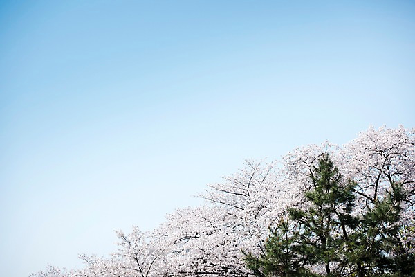 포토 JPG 주간 로우앵글 하늘 풍경 사람없음 야외 맑음 봄풍경 봄 바탕화면 벚꽃 벚나무 국내포토 자연요소 나무 계절 꽃 뷰포인트 날씨 파일형식