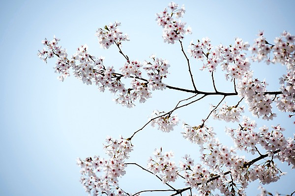 포토 JPG 주간 로우앵글 하늘 풍경 사람없음 야외 맑음 봄풍경 봄 바탕화면 벚꽃 벚나무 국내포토 자연요소 나무 계절 꽃 뷰포인트 날씨 파일형식