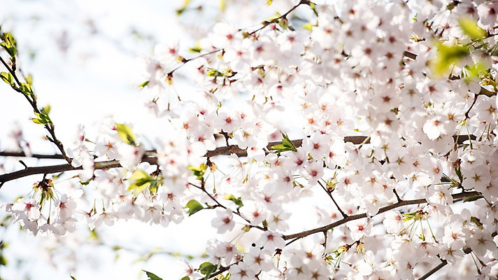 포토 JPG 주간 로우앵글 풍경 사람없음 야외 아웃포커스 맑음 봄풍경 봄 벚꽃 벚나무 국내포토 자연요소 나무 계절 꽃 뷰포인트 날씨 촬영기법 파일형식