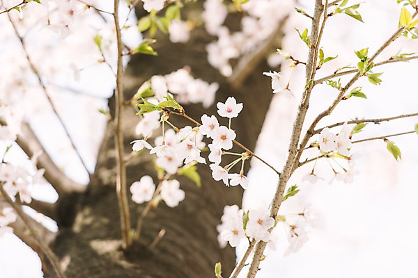 포토 JPG 주간 로우앵글 풍경 사람없음 야외 아웃포커스 맑음 봄풍경 봄 벚꽃 벚나무 국내포토 자연요소 나무 계절 꽃 뷰포인트 날씨 촬영기법 파일형식