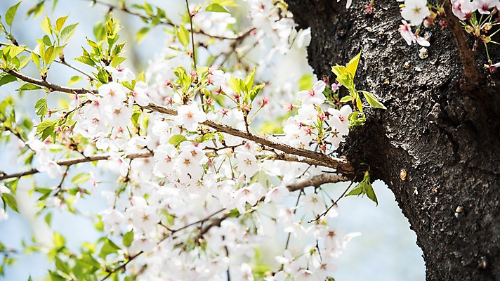 포토 JPG 주간 로우앵글 풍경 사람없음 야외 맑음 봄풍경 봄 벚꽃 벚나무 국내포토 자연요소 나무 계절 꽃 뷰포인트 날씨 파일형식