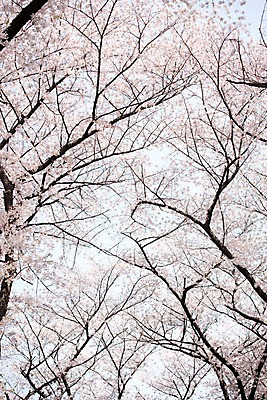 포토 JPG 주간 로우앵글 풍경 사람없음 야외 맑음 봄풍경 봄 벚꽃 벚나무 국내포토 자연요소 나무 계절 꽃 뷰포인트 날씨 파일형식