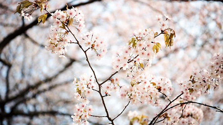 포토 JPG 주간 로우앵글 풍경 사람없음 야외 아웃포커스 맑음 봄풍경 봄 벚꽃 벚나무 국내포토 자연요소 나무 계절 꽃 뷰포인트 날씨 촬영기법 파일형식