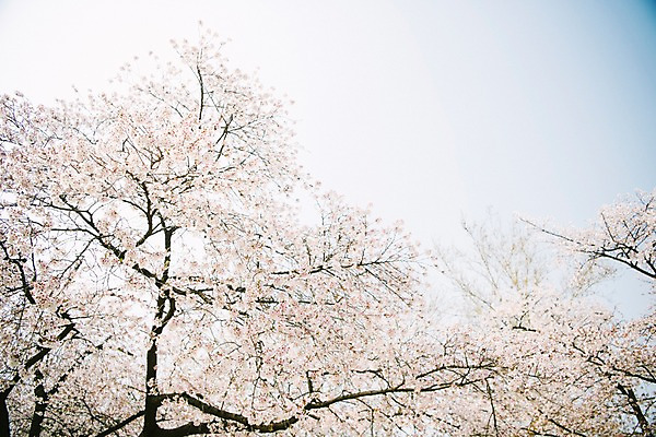 포토 JPG 주간 로우앵글 하늘 풍경 사람없음 야외 맑음 봄풍경 봄 바탕화면 벚꽃 벚나무 국내포토 자연요소 나무 계절 꽃 뷰포인트 날씨 파일형식