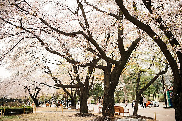포토 JPG 주간 공원 벤치 풍경 여러명 야외 맑음 봄풍경 봄 벚꽃 벚나무 국내포토 자연요소 나무 계절 공공시설 꽃 다수 의자 날씨 사람 파일형식