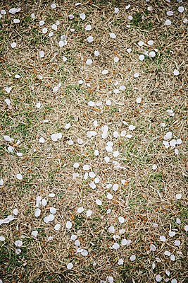 포토 JPG 주간 꽃잎 풍경 잔디 사람없음 야외 맑음 흙 봄풍경 봄 벚꽃 땅 낙화 국내포토 자연요소 식물 계절 꽃 날씨 파일형식