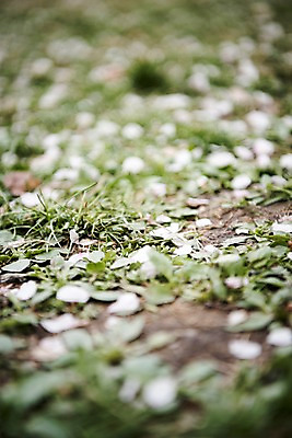 포토 JPG 주간 꽃잎 풍경 잔디 사람없음 야외 아웃포커스 맑음 흙 봄풍경 봄 벚꽃 땅 낙화 국내포토 자연요소 식물 계절 꽃 날씨 촬영기법 파일형식