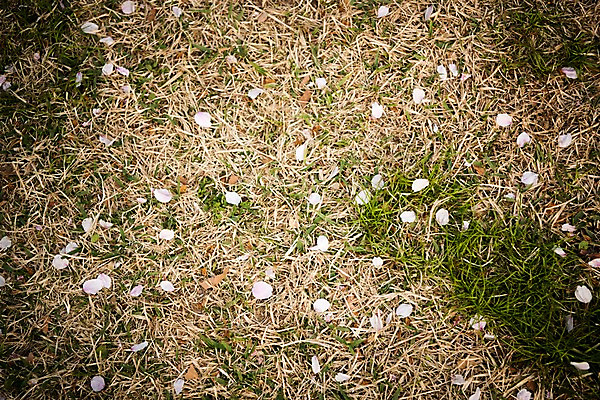 포토 JPG 주간 꽃잎 풍경 잔디 사람없음 야외 맑음 흙 봄풍경 봄 벚꽃 땅 낙화 국내포토 자연요소 식물 계절 꽃 날씨 파일형식