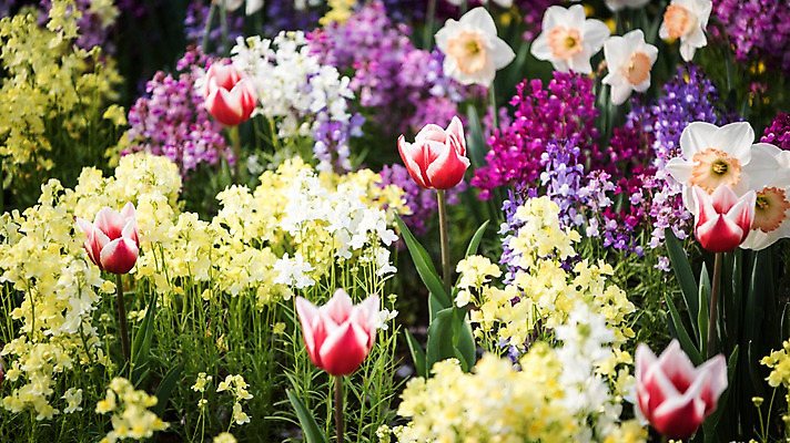 포토 JPG 주간 꽃밭 봄꽃 풍경 사람없음 야외 컬러풀 봄풍경 봄 튤립 수선화 국내포토 자연요소 계절 꽃 컬러 파일형식