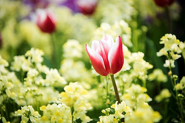 포토 JPG 주간 꽃밭 봄꽃 풍경 사람없음 야외 아웃포커스 빨간색 봄풍경 봄 튤립 국내포토 자연요소 계절 꽃 컬러 촬영기법 파일형식