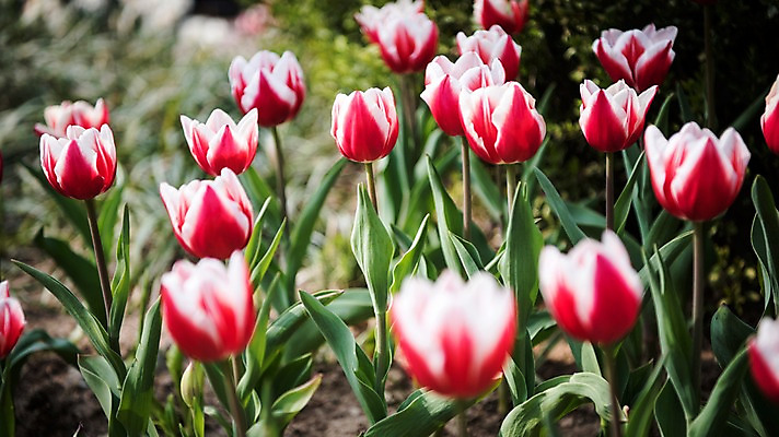 포토 JPG 주간 꽃밭 봄꽃 풍경 사람없음 야외 아웃포커스 빨간색 봄풍경 봄 튤립 국내포토 자연요소 계절 꽃 컬러 촬영기법 파일형식