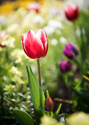포토 JPG 주간 꽃밭 봄꽃 풍경 사람없음 야외 아웃포커스 봄풍경 봄 튤립 국내포토 자연요소 계절 꽃 촬영기법 파일형식