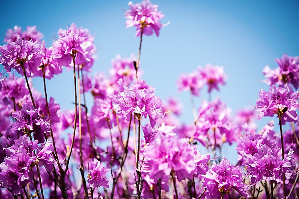 포토 JPG 주간 꽃밭 봄꽃 하늘 꽃나무 풍경 사람없음 야외 봄풍경 봄 진달래 국내포토 자연요소 나무 계절 꽃 파일형식