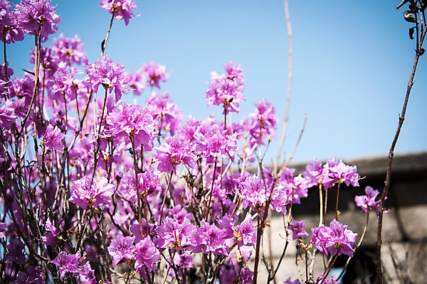 포토 JPG 주간 꽃밭 봄꽃 하늘 꽃나무 풍경 사람없음 야외 봄풍경 봄 진달래 국내포토 자연요소 나무 계절 꽃 파일형식