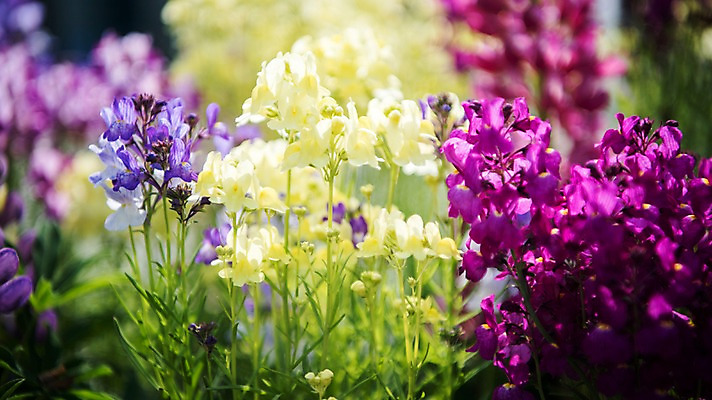 포토 JPG 주간 꽃밭 봄꽃 풍경 사람없음 야외 아웃포커스 봄풍경 봄 붓꽃 국내포토 자연요소 계절 꽃 촬영기법 파일형식