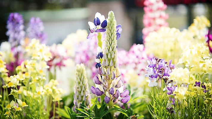 포토 JPG 주간 꽃밭 봄꽃 풍경 사람없음 야외 아웃포커스 봄풍경 봄 붓꽃 국내포토 자연요소 계절 꽃 촬영기법 파일형식