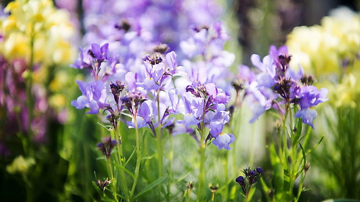포토 JPG 주간 꽃밭 봄꽃 풍경 사람없음 야외 아웃포커스 봄풍경 봄 붓꽃 국내포토 자연요소 계절 꽃 촬영기법 파일형식