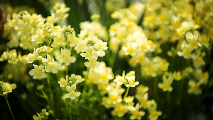 포토 JPG 주간 꽃밭 봄꽃 풍경 사람없음 야외 아웃포커스 노란색 봄풍경 봄 국내포토 자연요소 계절 꽃 컬러 촬영기법 파일형식