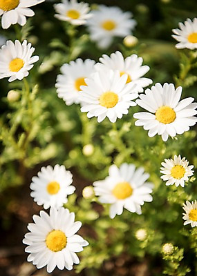 포토 JPG 주간 꽃밭 꽃백그라운드 봄꽃 국화 풍경 사람없음 야외 아웃포커스 봄풍경 봄 소국 국내포토 자연요소 계절 꽃 백그라운드 촬영기법 파일형식