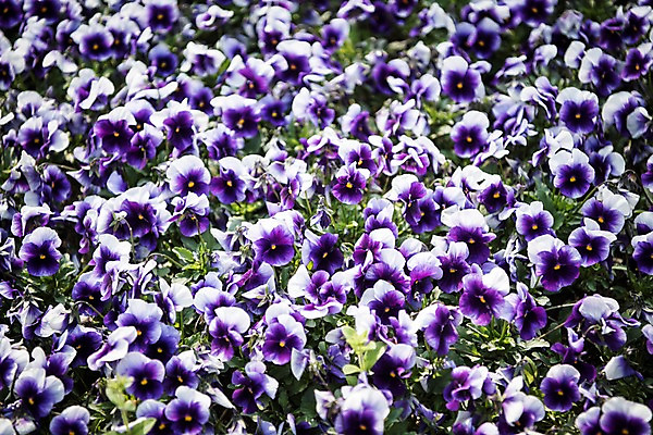 포토 JPG 주간 배경화면 꽃밭 봄꽃 풍경 사람없음 야외 보라색 봄풍경 봄 팬지 국내포토 자연요소 계절 꽃 컬러 파일형식