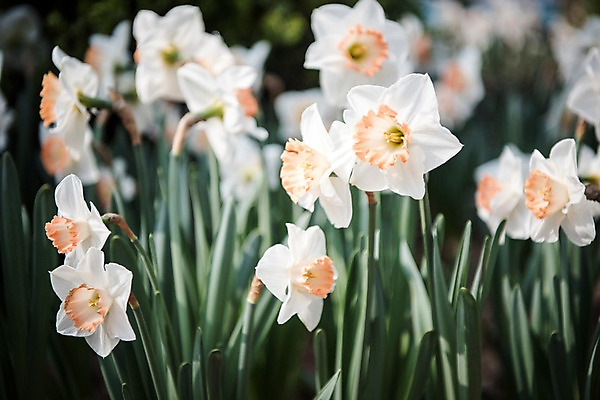 포토 JPG 주간 꽃밭 봄꽃 풍경 사람없음 야외 봄풍경 봄 수선화 국내포토 자연요소 계절 꽃 파일형식