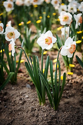 포토 JPG 주간 꽃밭 봄꽃 풍경 사람없음 야외 봄풍경 봄 수선화 국내포토 자연요소 계절 꽃 파일형식